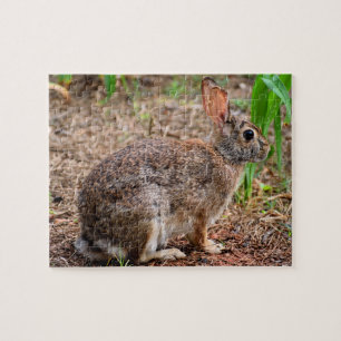 Süßes Wildkaninchen