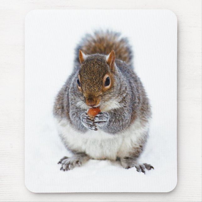 Süßes Winterfoto eines Eichhörnchens beim Nussesse Mousepad (Vorne)