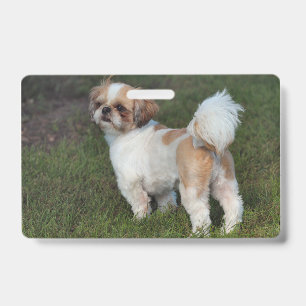 Süßester Shih Tzu Ausweis
