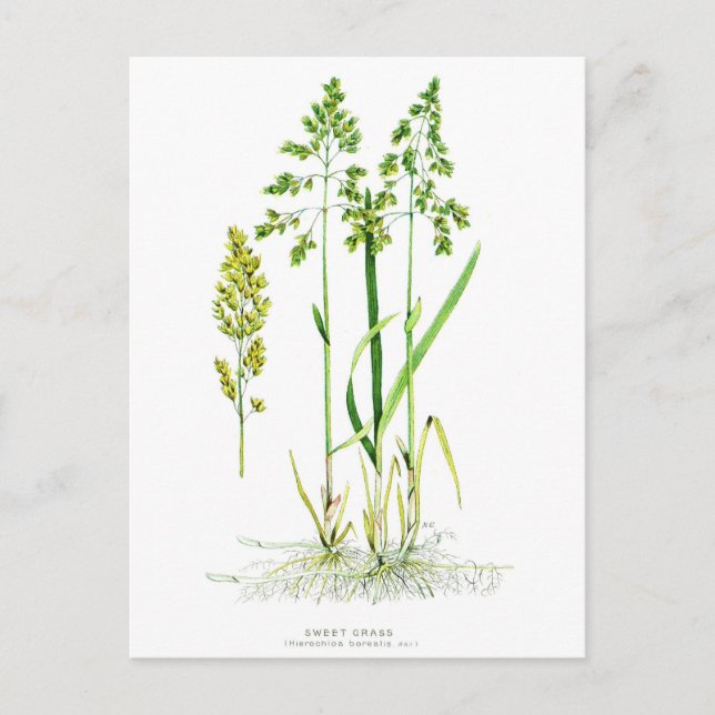 Süßgras Botanik Postkarte (Vorderseite)