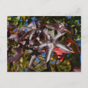 Süßgumblätter im Herbst Postkarte