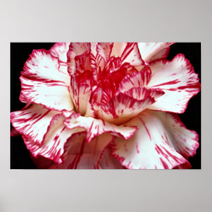 Süßigkeit-gestreifte Gartennelken-Blumen Poster