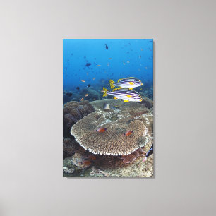Süßlippenfisch Leinwanddruck