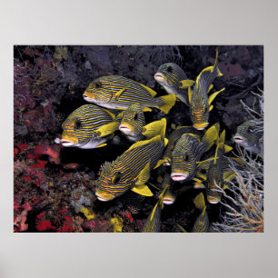 Süßlips Poster