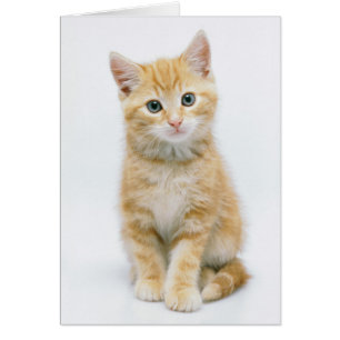 SüßorangeTabby