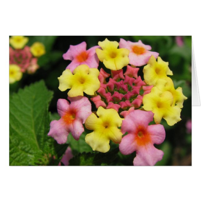 Süßwassersprinkles (Vorderseite (Horizontal))