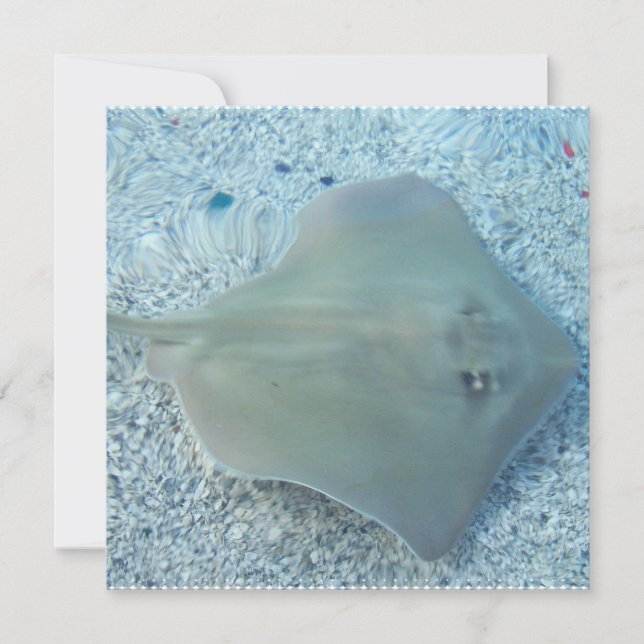 Süßwasserstingray-Einladungen Einladung (Vorderseite)