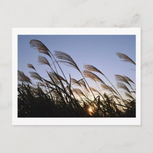 Susuki (Herbe d'argent) : Carte postale japonaise