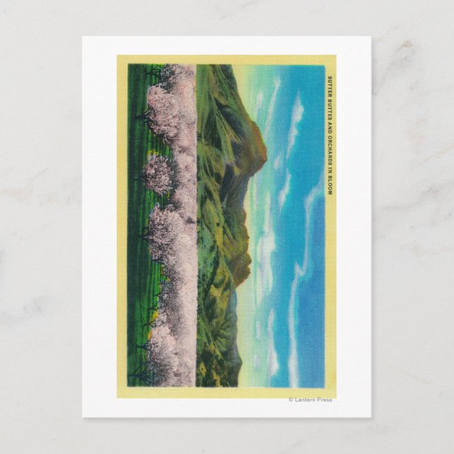 Sutter Buttons und Orchards im Blut Postkarte (Vorderseite)
