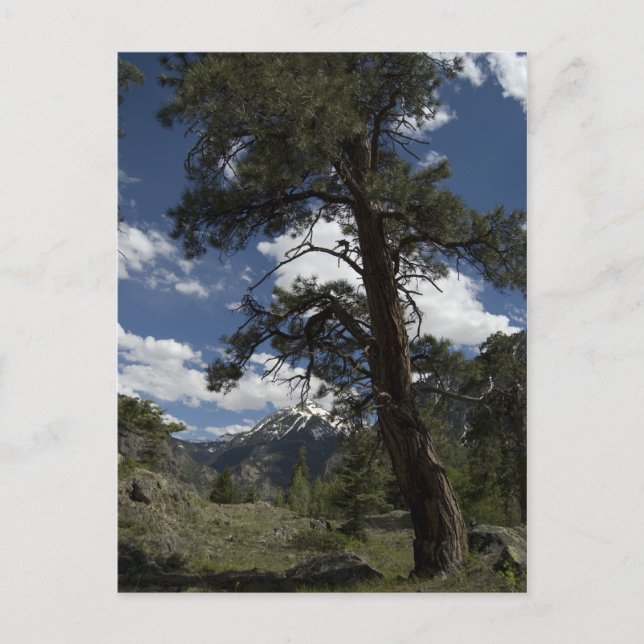 Sutton-Minen-Sicht Postkarte (Vorderseite)