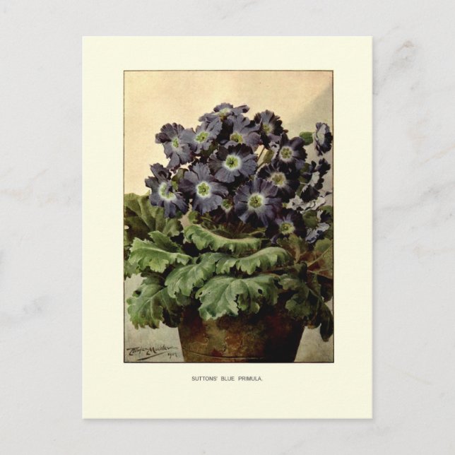 Suttonen-Blauer Primula Postkarte (Vorderseite)