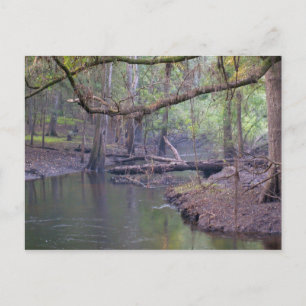 Suwannee River Backwater Postkarte