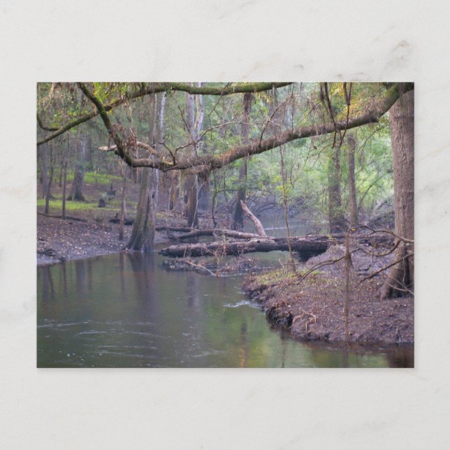 Suwannee River Backwater Postkarte (Vorderseite)