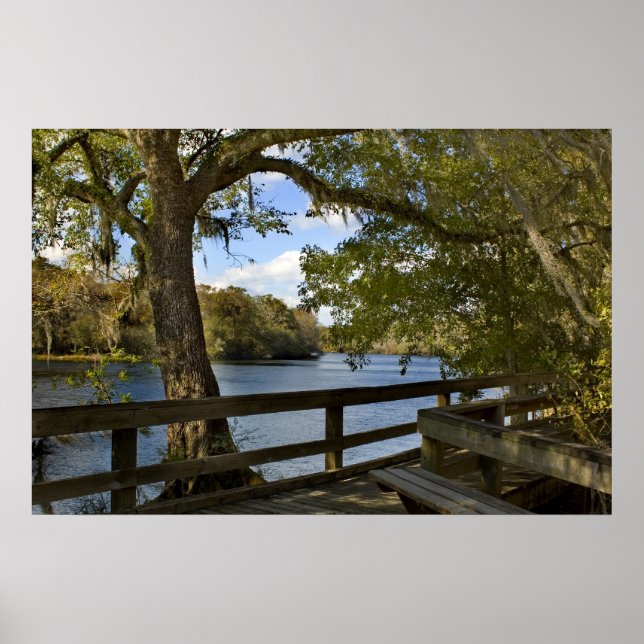 Suwannee River Boardwalk Print Poster (Vorne)
