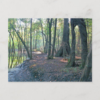 Suwannee River Slough Postkarte