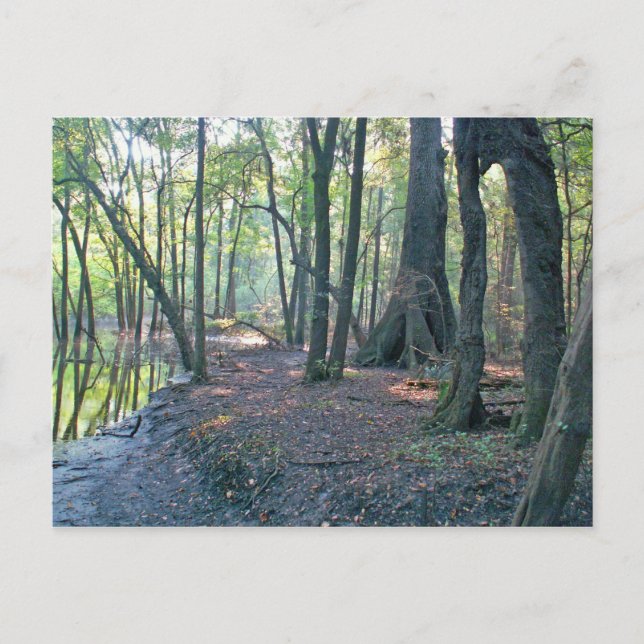 Suwannee River Slough Postkarte (Vorderseite)