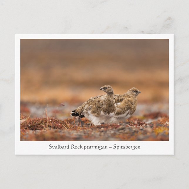 Svalbard Rock Ptarmigan Nature Foto Postkarte (Vorderseite)