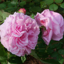 ENGLISH ROSE GARDEN by Nancy Lee Garrett