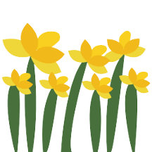 Yellow Daffodils