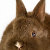 Chocolate Rabbit Graphics