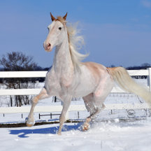 Red Roan in Snow 