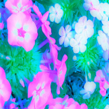 Pink, Green, Blue and White Garden Phlox Flowers