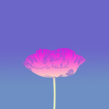 Favorite Throw Pillows