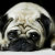 Pugs_by_EagleDesign