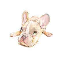 French Bulldog Art Collection