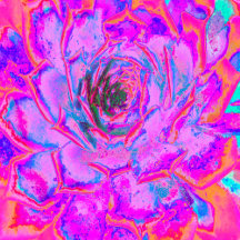 Purple and Magenta Succulent Sedum Rosette