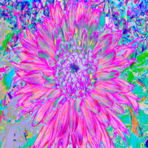 Cool Pink Blue and Purple Artsy Dahlia Bloom
