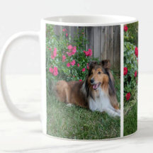 Sheltie Coffee mugs & Drinkware