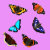 Simply_Butterflies