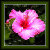 Floral Dreams.net