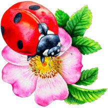 LADYBUG FLORAL COLLECTION 