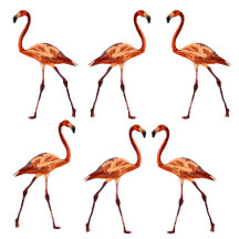 Flamingo 