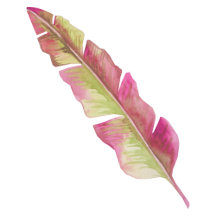 Boho Feathers Collection