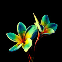 Stunning Plumerias Watercolor Theme Digital Art