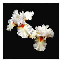 Floral and Botanical Collection