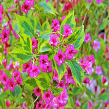 Beautiful Green Weigela with Crimson Flowers