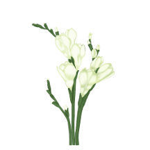Elegant freesia. Floral design 