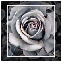 Luxury Rosa series：Monochrome Brand