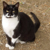 Cat Lovers' Cards and Gifts