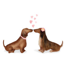 Dachshunds in love