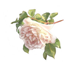 Ivory blush pink rose wedding collection