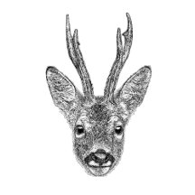 Animal Illustration Art Gallery