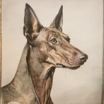 The Living Fossils: Primitive & Ancient Dogs