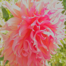 Elegant Coral and Pink Decorative Dahlia