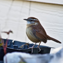 Carolina Wren 
