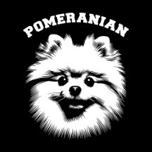 Pomeranian Dog